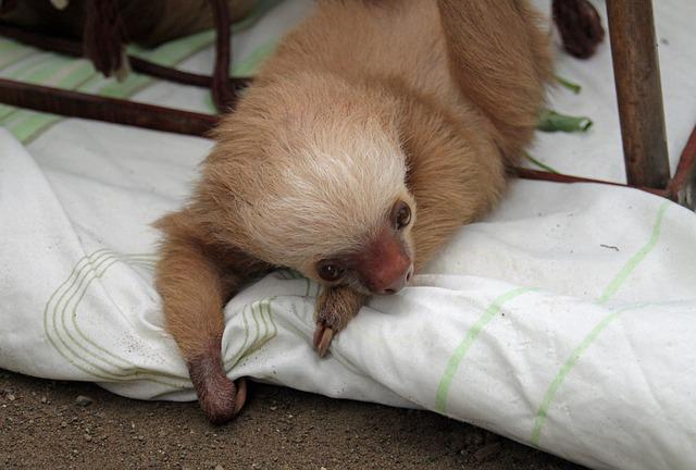 slothful fellow