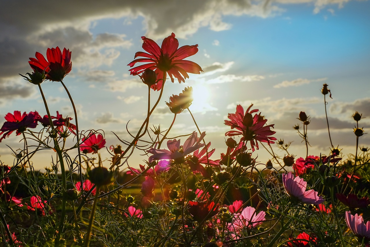 cosmea